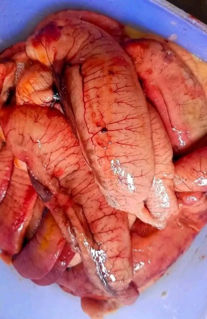 ৩ কেজি ইলিশের ডিম