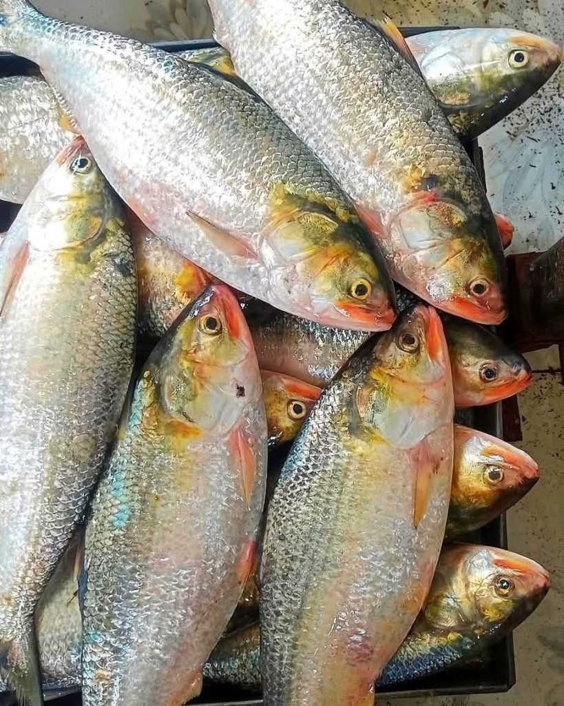 ৮ পিস মাছে ৫ কেজি