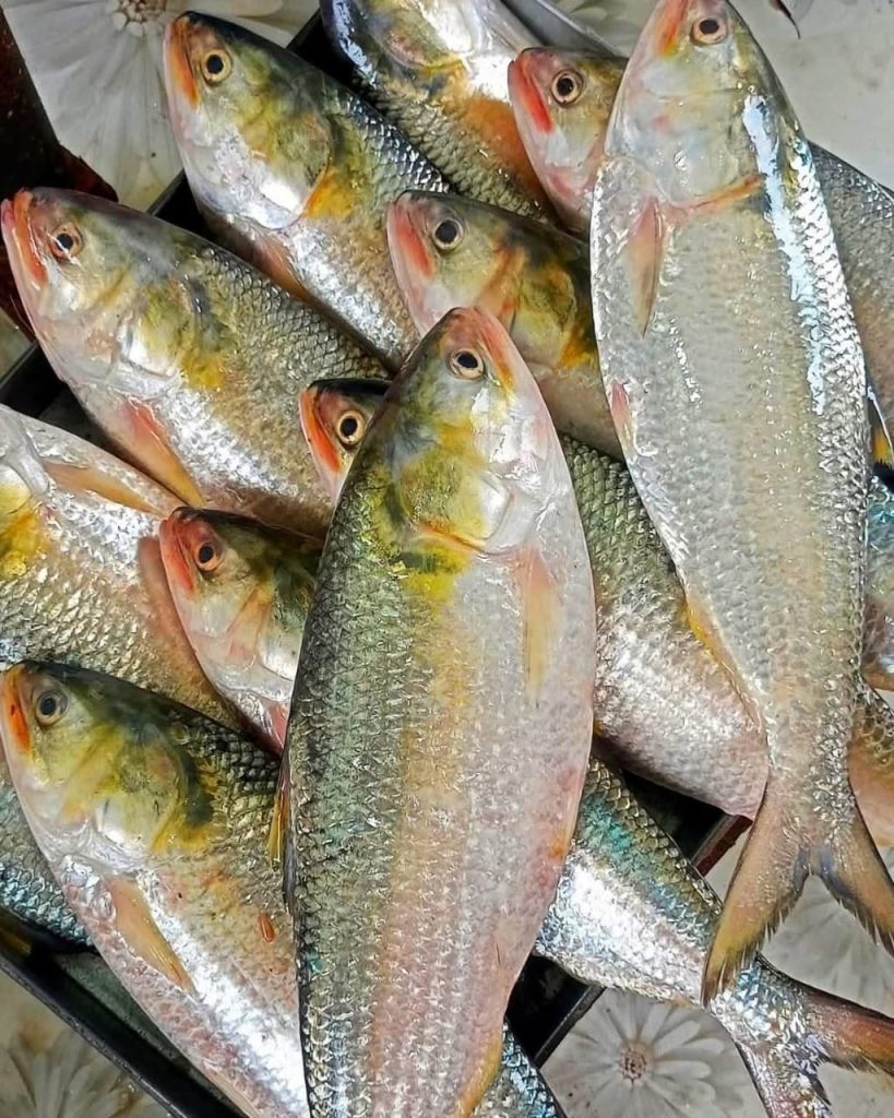 ৬ পিস মাছে ৫ কেজি