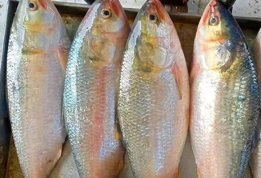 ৫ পিস মাছে ৫ কেজি