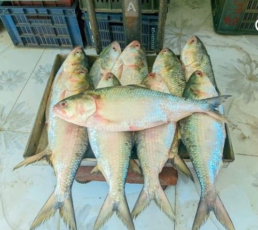 ৫ পিস মাছে ১০ কেজি
