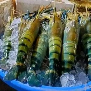 ৫ কেজি নদীর ডিমওয়ালা গলদা চিংড়ি