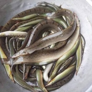 ৫ কেজি বাইন মাছ