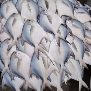 ৫ কেজি রূপচাঁদা