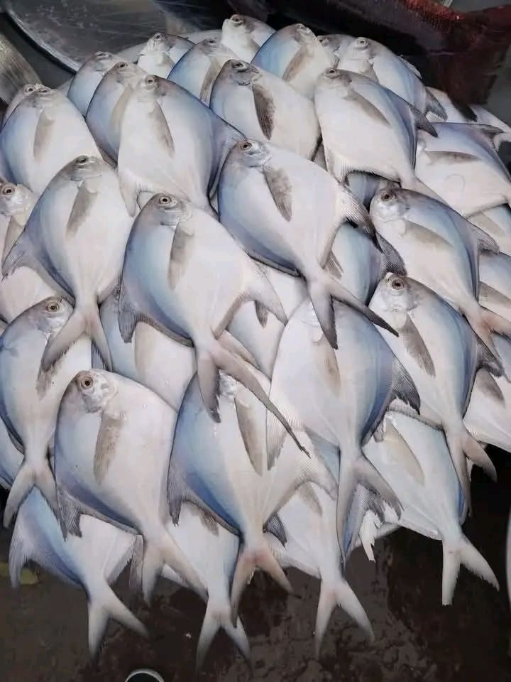 ৫ কেজি রূপচাঁদা